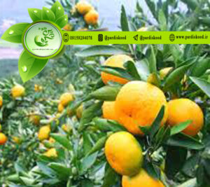 قیمت روز کود سولفات آمونیوم