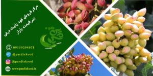 کود پلیت مرغی برای پسته