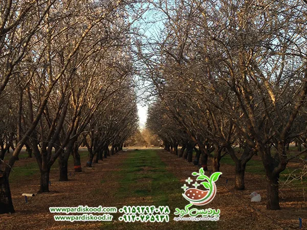 کود سولفات آمونیوم بادام