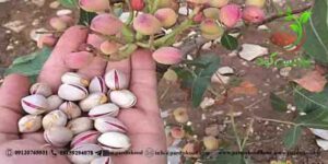 کود گوگرد پسته میکرونیزه