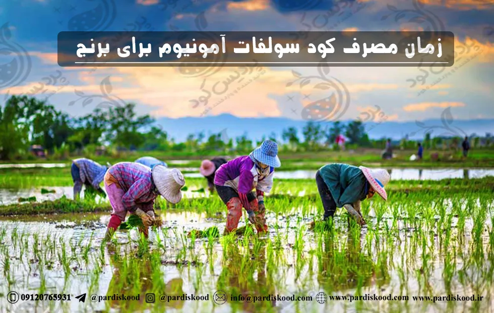 زمان مصرف کود سولفات آمونیوم در برنج