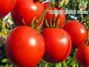 سولوپتاس برای گوجه فرنگی
