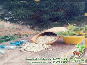 گوگرد بنتونیت دار فروش