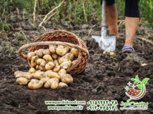 سولوپتاس برای سیب زمینی