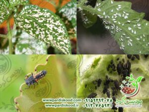 گوگرد میکرونیزه چیست