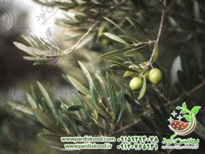 سولو پتاس چیست