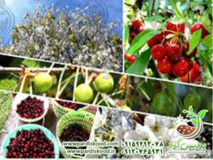 کود سولفات آمونیوم
