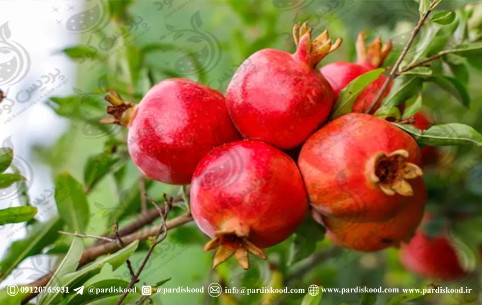 v208_11zon کود سولفات آمونیوم انار