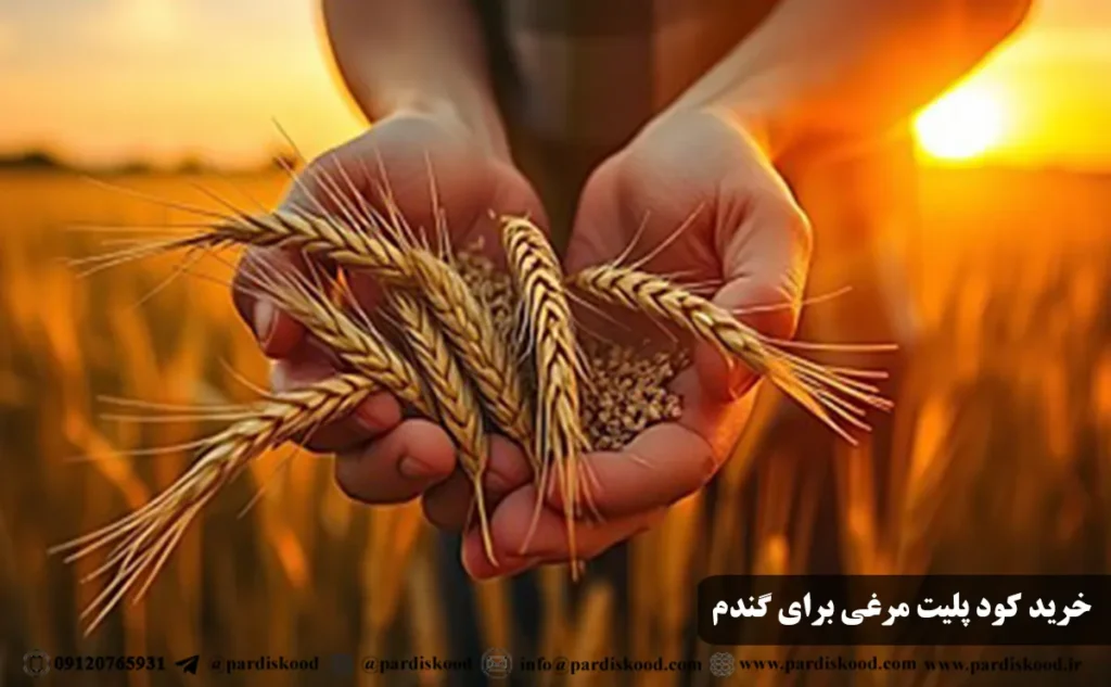 خرید کود پلیت مرغی برای گندم