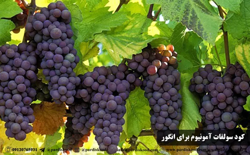 کود سولفات آمونیوم برای انگور