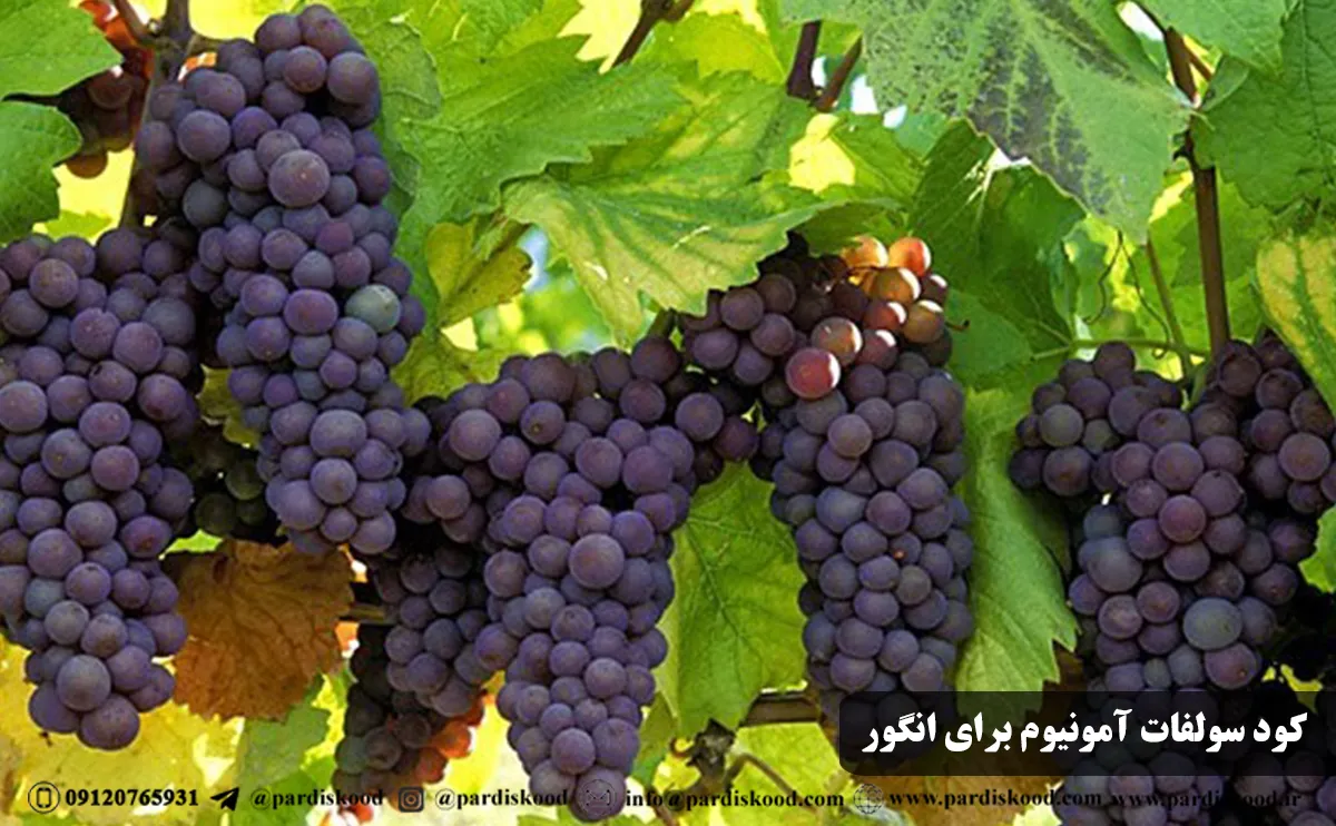 کود سولفات آمونیوم برای انگور