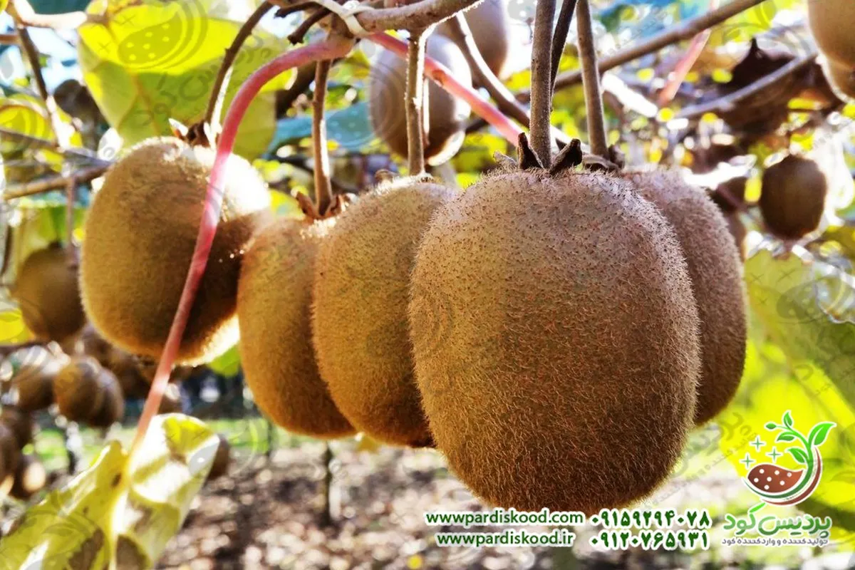 کود سولفات آمونیوم برای کیوی 