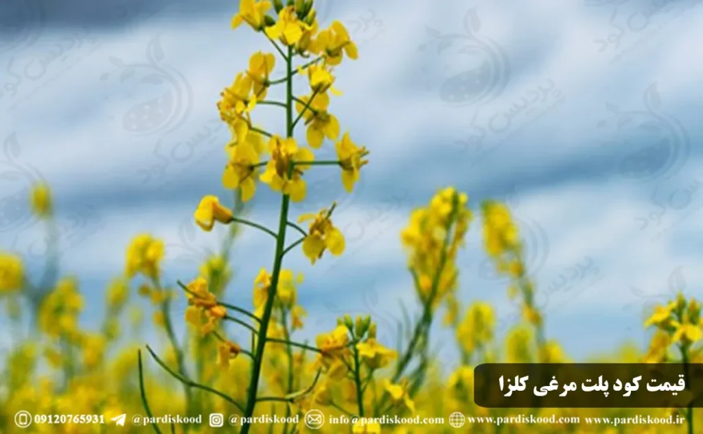 قیمت انواع کود پلت کلزا با قیمت فروش استثنائی در 1403