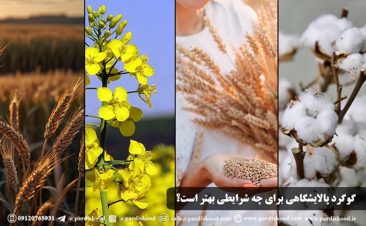 گوگرد معدنی بهتر است یا پالایشگاهی