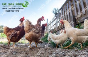 تولید کنندگان کود پلیت مرغی