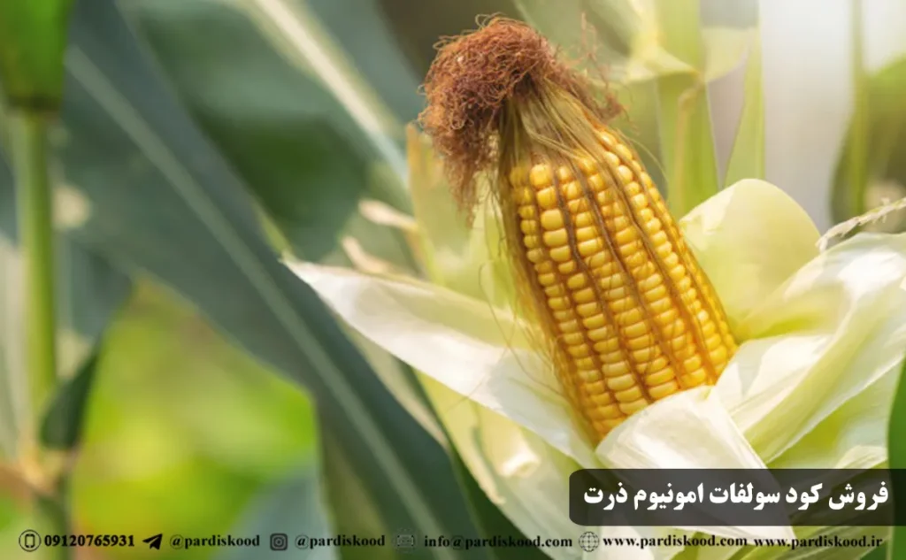 بازار فروش کود سولفات امونیوم ذرت