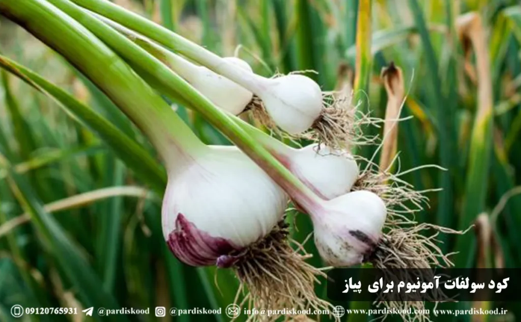 کود سولفات آمونیوم پیاز