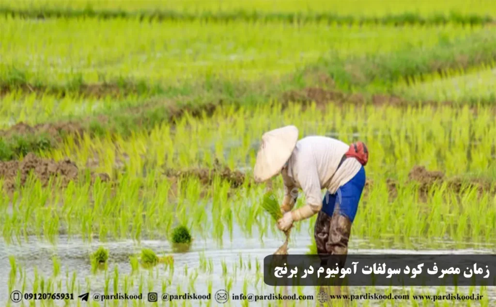زمان مصرف کود سولفات آمونیوم در برنج