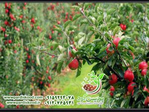 کود سولفات آمونیوم برای درخت سیب