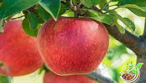 کود سولفات آمونیوم برای درخت سیب