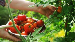 فواید کود گوگرد پودری برای گوجه فرنگی