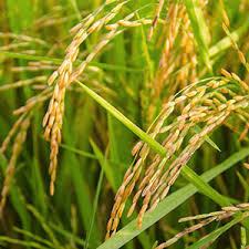 خواص کود گوگرد پودری برای برنج